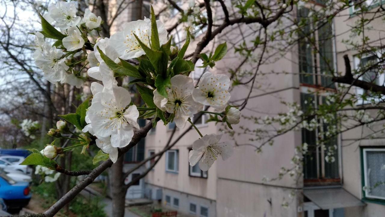 Gesztenyes Apartman 미슈콜츠 외부 사진